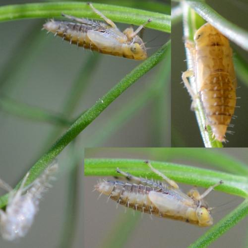Réf. 294 663 : Deltocephalinae inconnu
